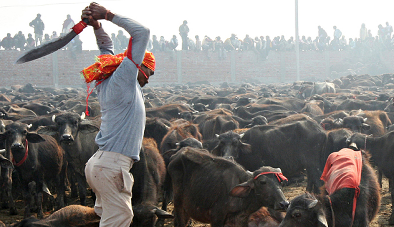 गढीमाईमा बलिप्रथा रोक्न सर्वोच्चको आदेश