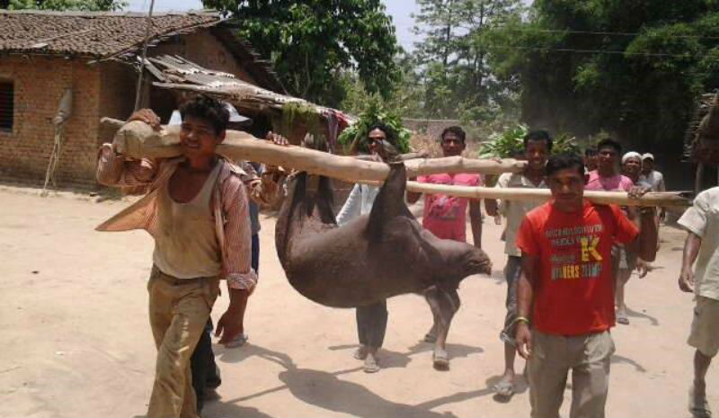 पश्चिमा थारू बस्तीमा हरडहुवा-हरधोबाको रौनक